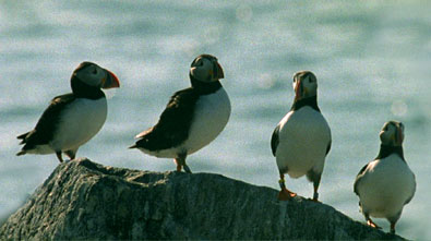 puffins on a rock