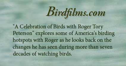 "A Celebration of Birds with Roger Tory Peterson" explores some of America's birding hotspots with Roger as he looks back on the changes he has seen during more than seven decades of watching birds.¬†"A Celebration of Birds with Roger Tory Peterson" explores some of America's birding hotspots with Roger as he looks back on the changes he has seen during more than seven decades of watching birds.¬†