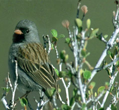 black-chinned sparrow