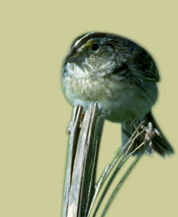 grasshopper sparrow