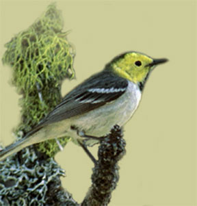 hermit warbler