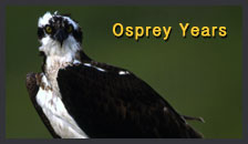 osprey photo