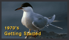 Common Tern
